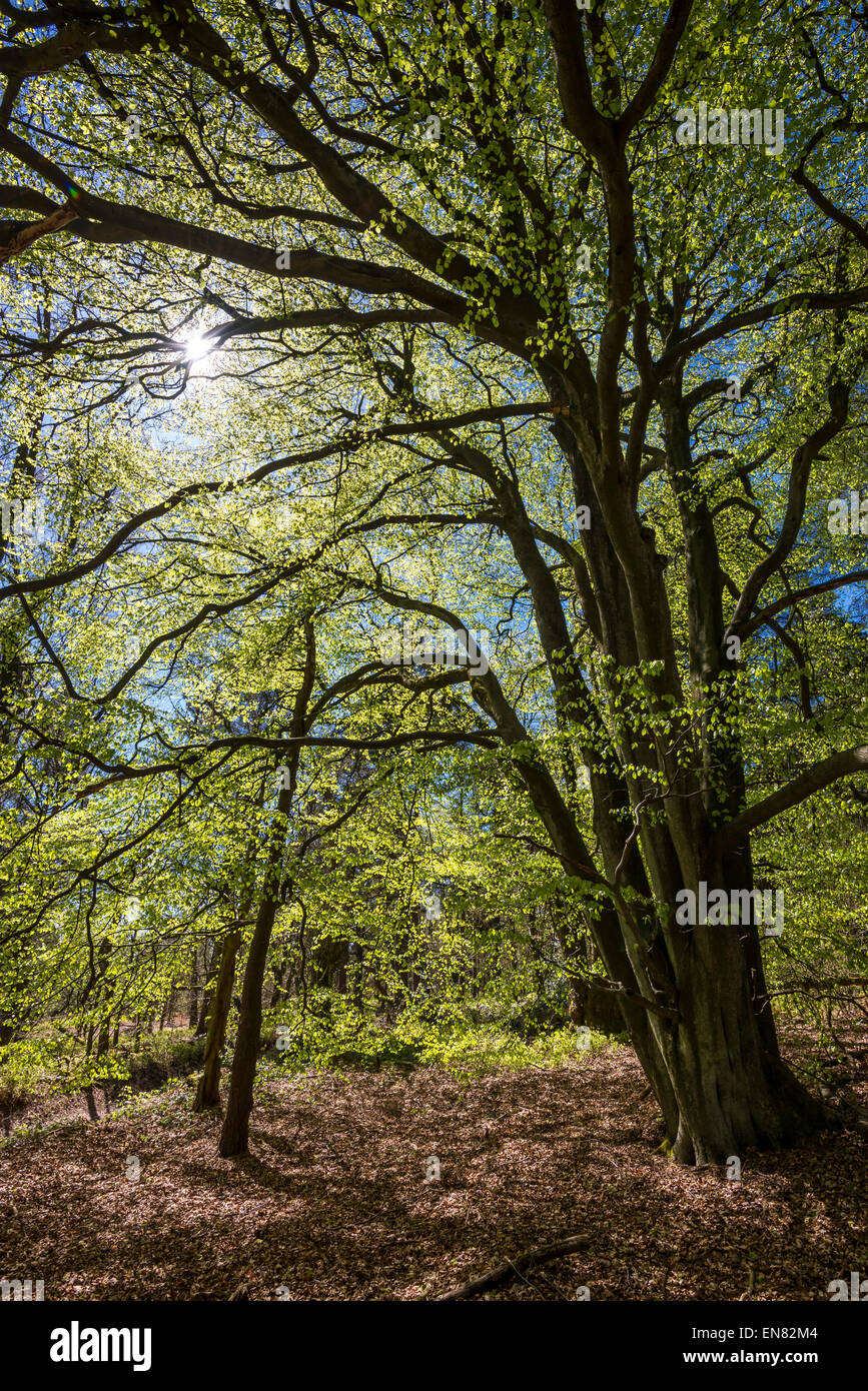 Cercando nella calotta una matura faggio con fresche foglie nuove incandescente nel sole di primavera. Foto Stock
