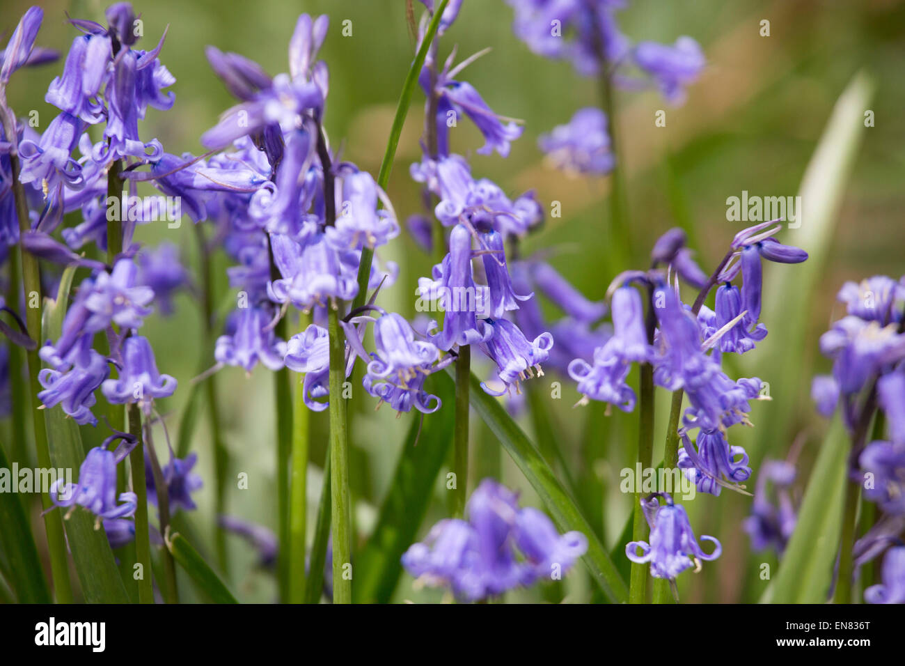 Grumi di wild inglese bluebells crescendo in un bosco di Bentley, vicino a Atherstone, North Warwickshire. Foto Stock