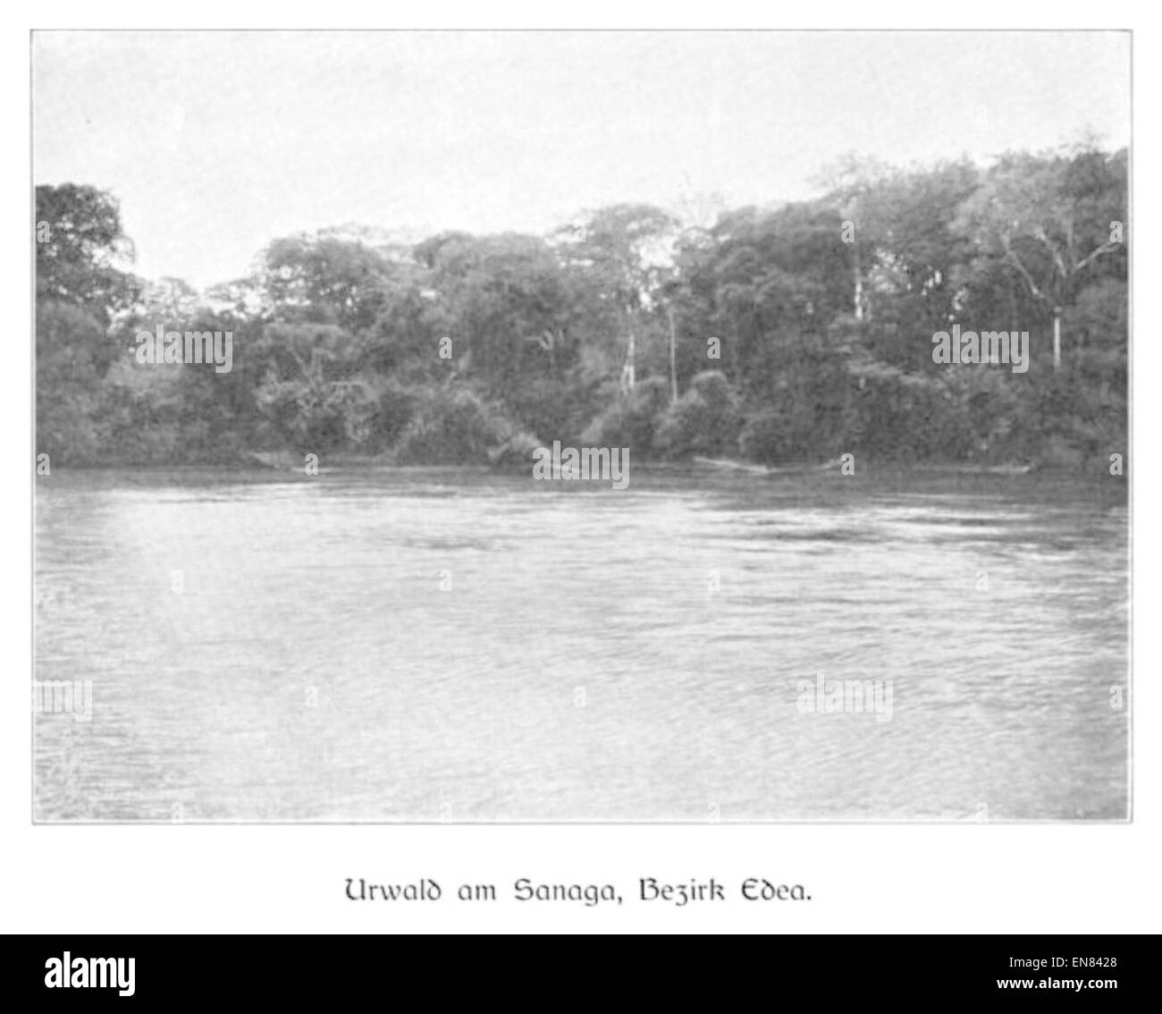 La pagina 7 di *WOHLTMANN(1904)* illustra le fitte foreste pluviali lungo il fiume Sanaga, nella regione Edea del Camerun. L'immagine cattura l'ambiente naturale e la biodiversità di questa zona tropicale. Foto Stock
