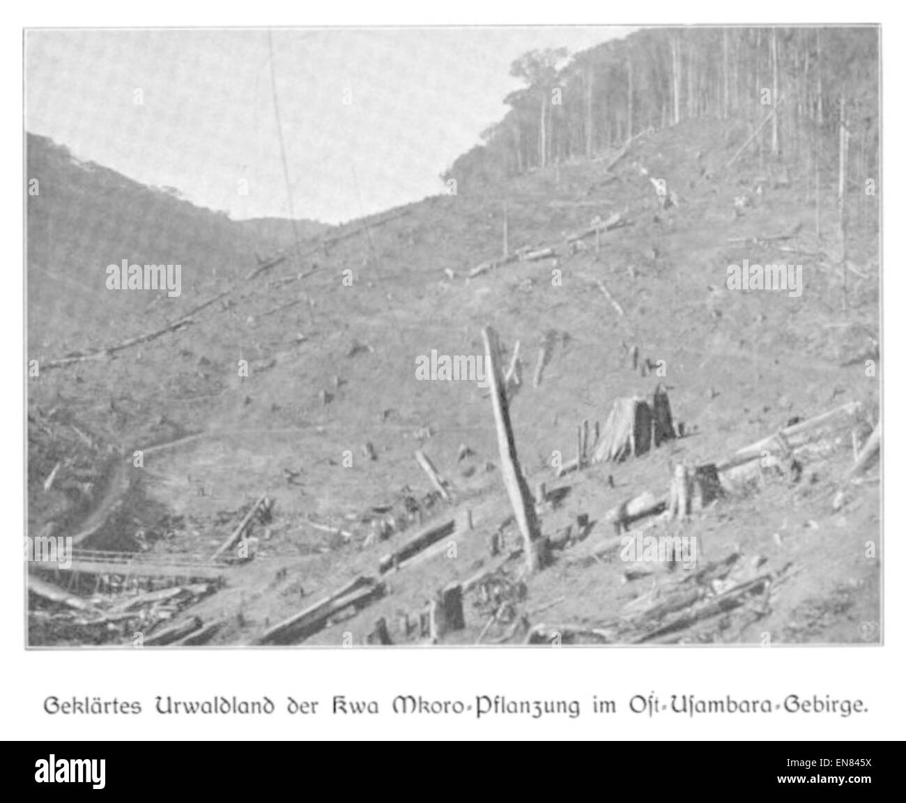 WOHLTMANN (1904) p081 mostra una parte della famosa piantagione di Kwa Mkoro nei Monti Usambara, catturando la fitta giungla e la vita delle piantagioni all'inizio del XX secolo. Foto Stock