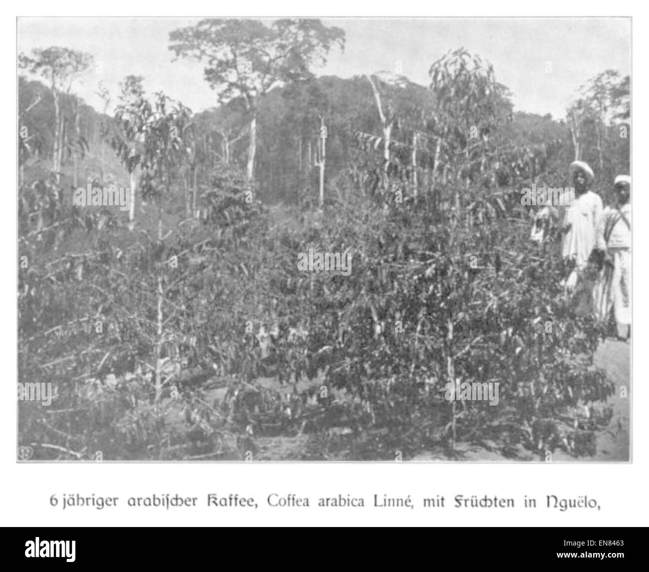 Questa illustrazione del 1904 di Wohltmann raffigura i fumatori di caffè arabi di sei anni a Nguelo, mostrando una pratica culturale tradizionale nella regione. L'immagine riflette il contesto sociale e culturale dei primi anni del XX secolo, concentrandosi sulla pratica del fumo di caffè tra i bambini nella comunità di Nguelo. Foto Stock