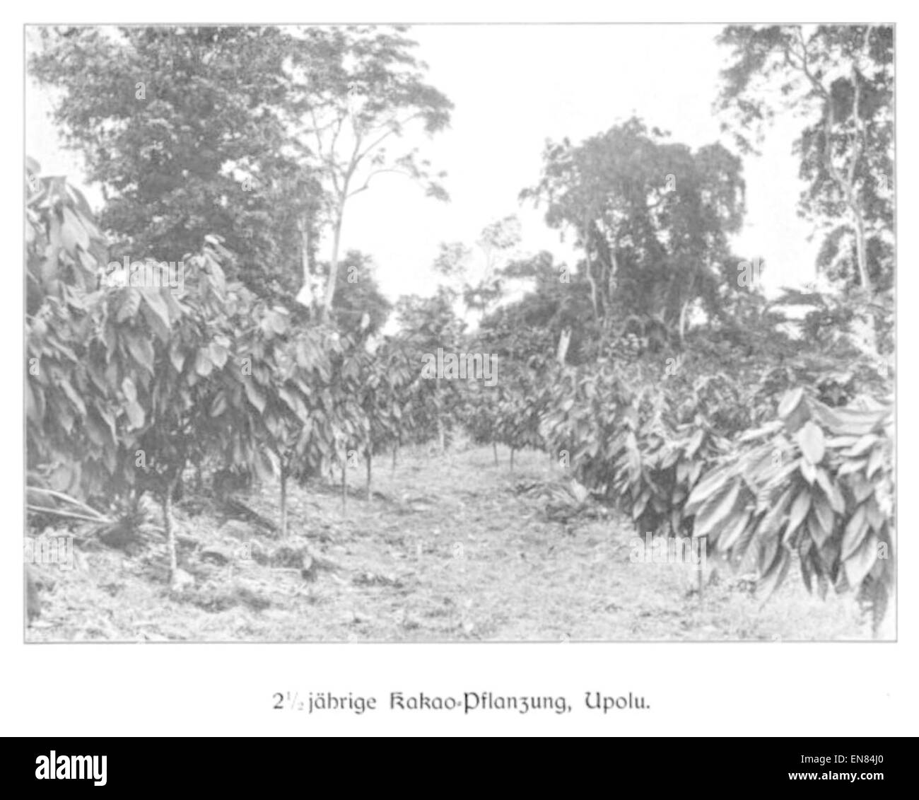 WOHLTMANN(1904) p109 - 2,5-JC3A4hrige Kakao-Pflanzung, Upolu Foto Stock