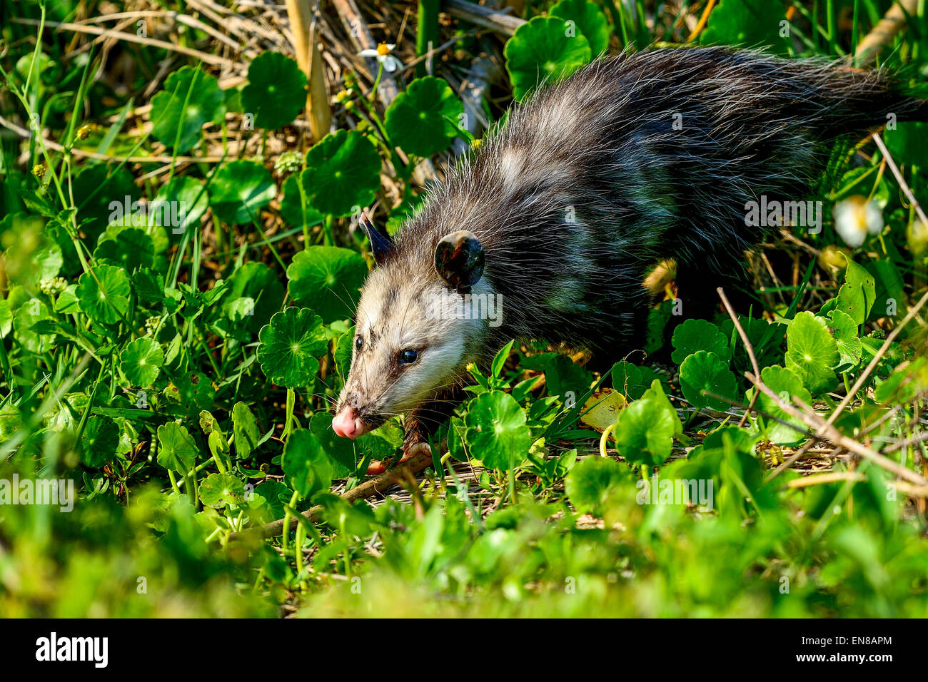 Virginia opossum, viera zone umide Foto Stock