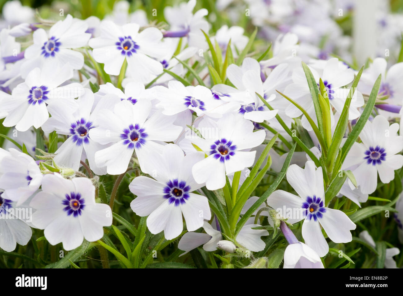 Phlox "Bavaria" con blu pallido fiori, UK. Foto Stock