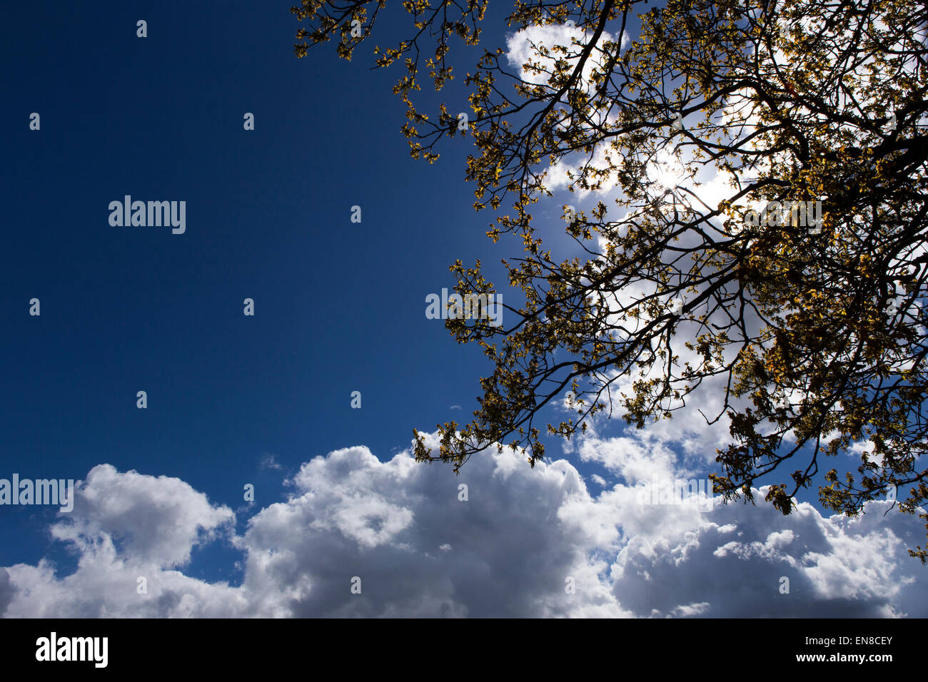 I rami di un albero contro un blu cielo nuvoloso Foto Stock