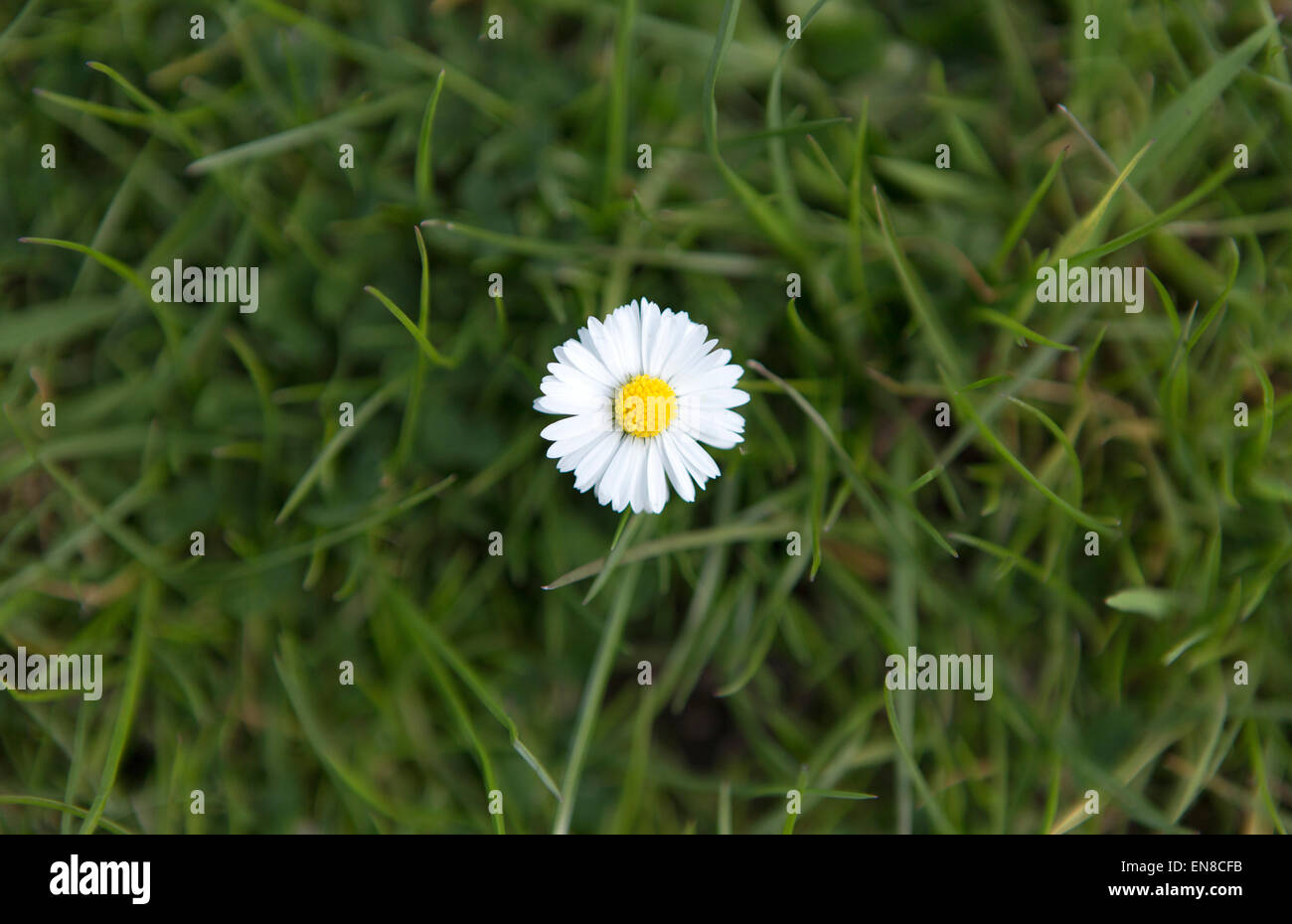 Una margherita in erba verde Foto Stock