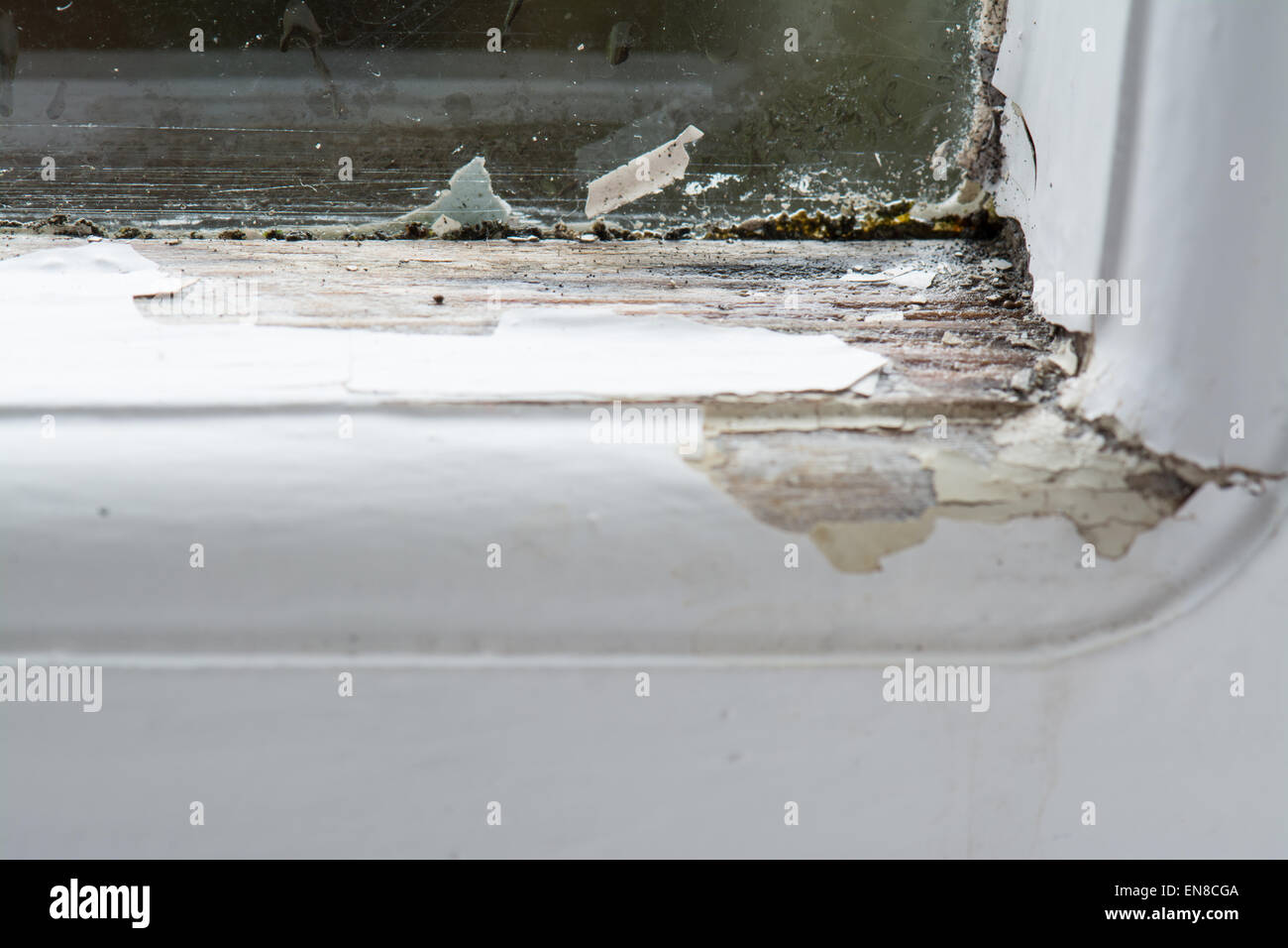 Close up di danni al singolo in legno finestra vetrata causato dalla presenza di condensa e pioggia Foto Stock