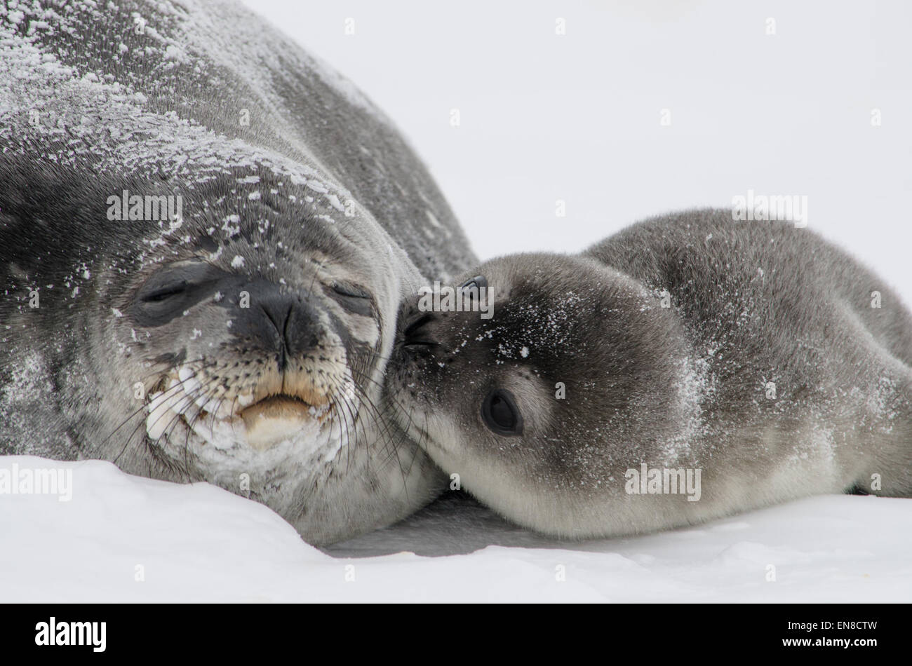 L'immagine di un cucciolo di foca illustra l'impatto del cambiamento climatico sulle foche in Antartide. L'aumento delle temperature influisce sui loro ecosistemi e comportamenti, evidenziando le più ampie sfide ambientali del cambiamento climatico. Foto Stock