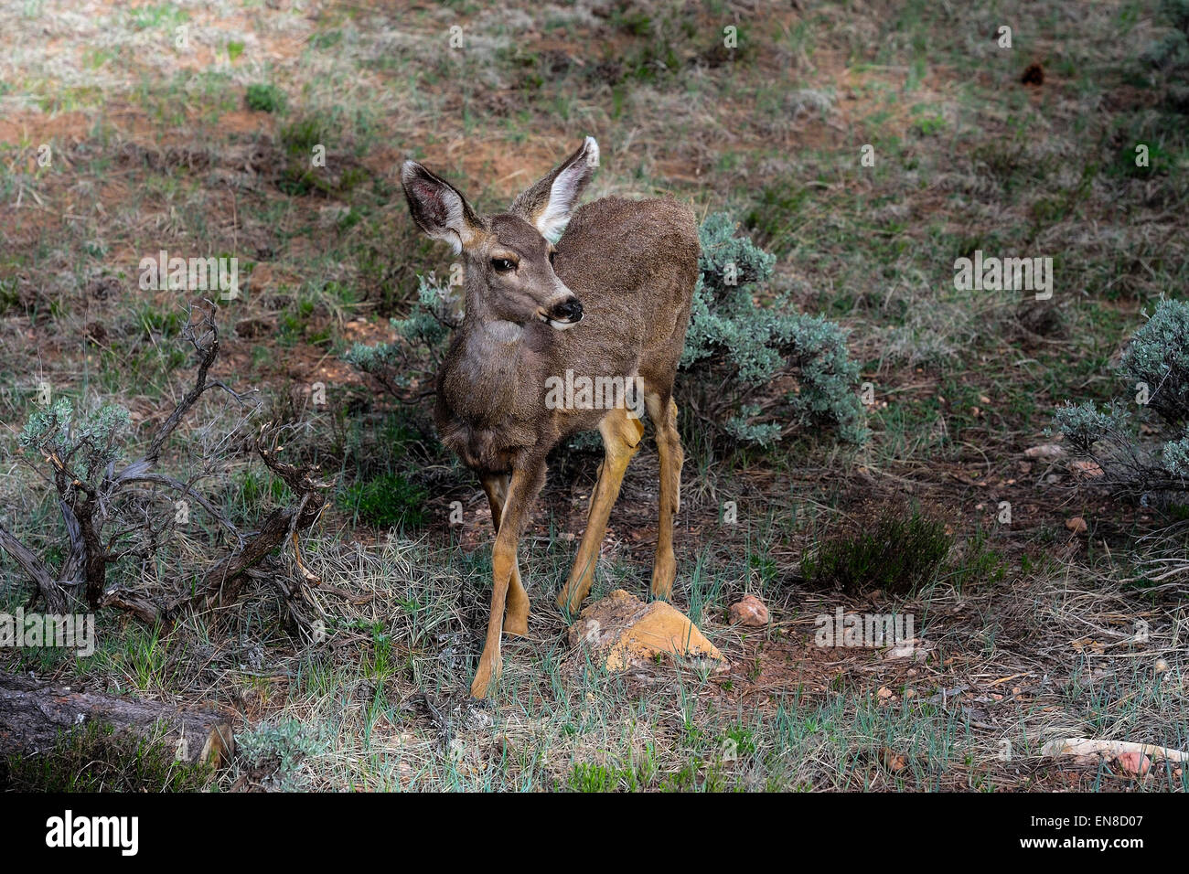 Mule Deer, AZ, Stati Uniti d'America Foto Stock
