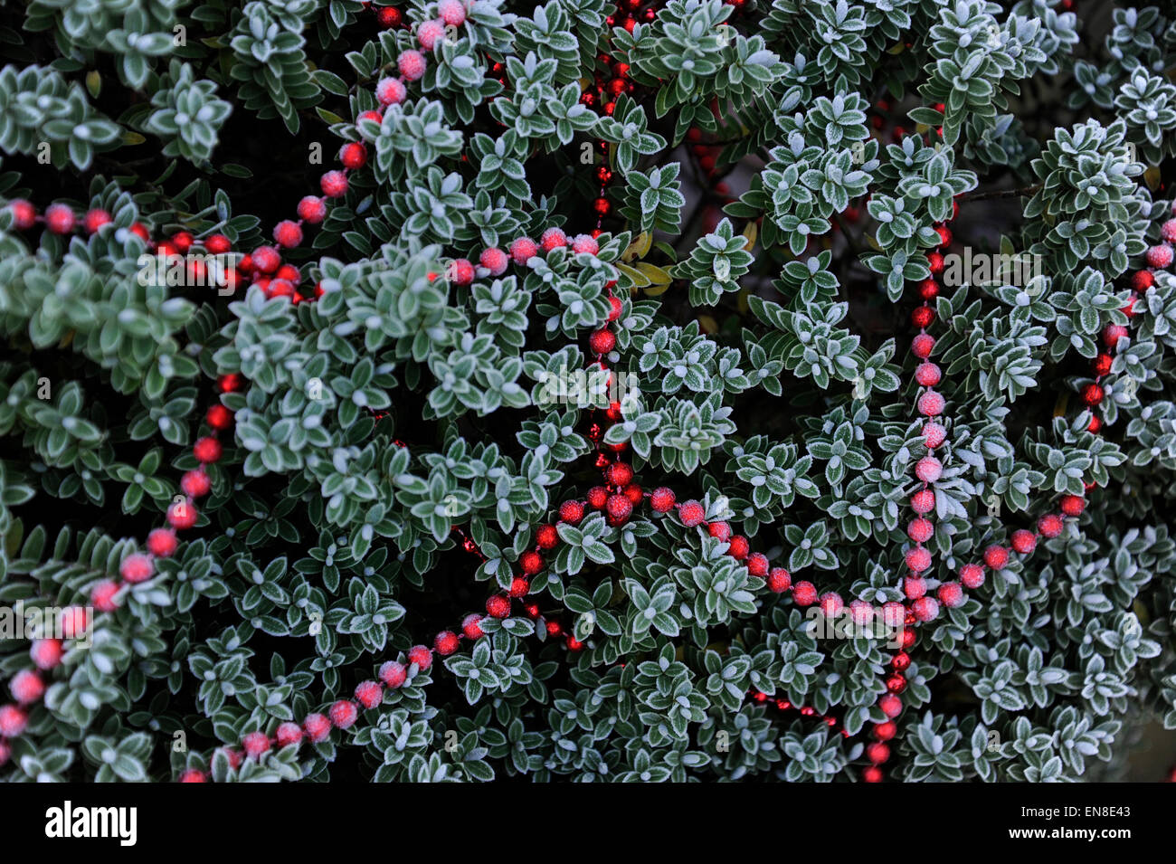Arbusto sempreverde buxifolia nana, frosty, natale, decorazioni Foto Stock