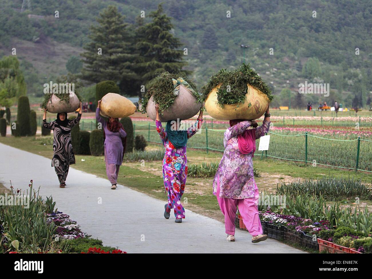 Srinagar, Indiano-controllato del Kashmir. 29 apr, 2015. Le donne del Kashmir portano i foraggi per il bestiame come essi a piedi attraverso un giardino a Srinagar, capitale estiva di Indiano-Kashmir controllata, Aprile 29, 2015. © Javed Dar/Xinhua/Alamy Live News Foto Stock