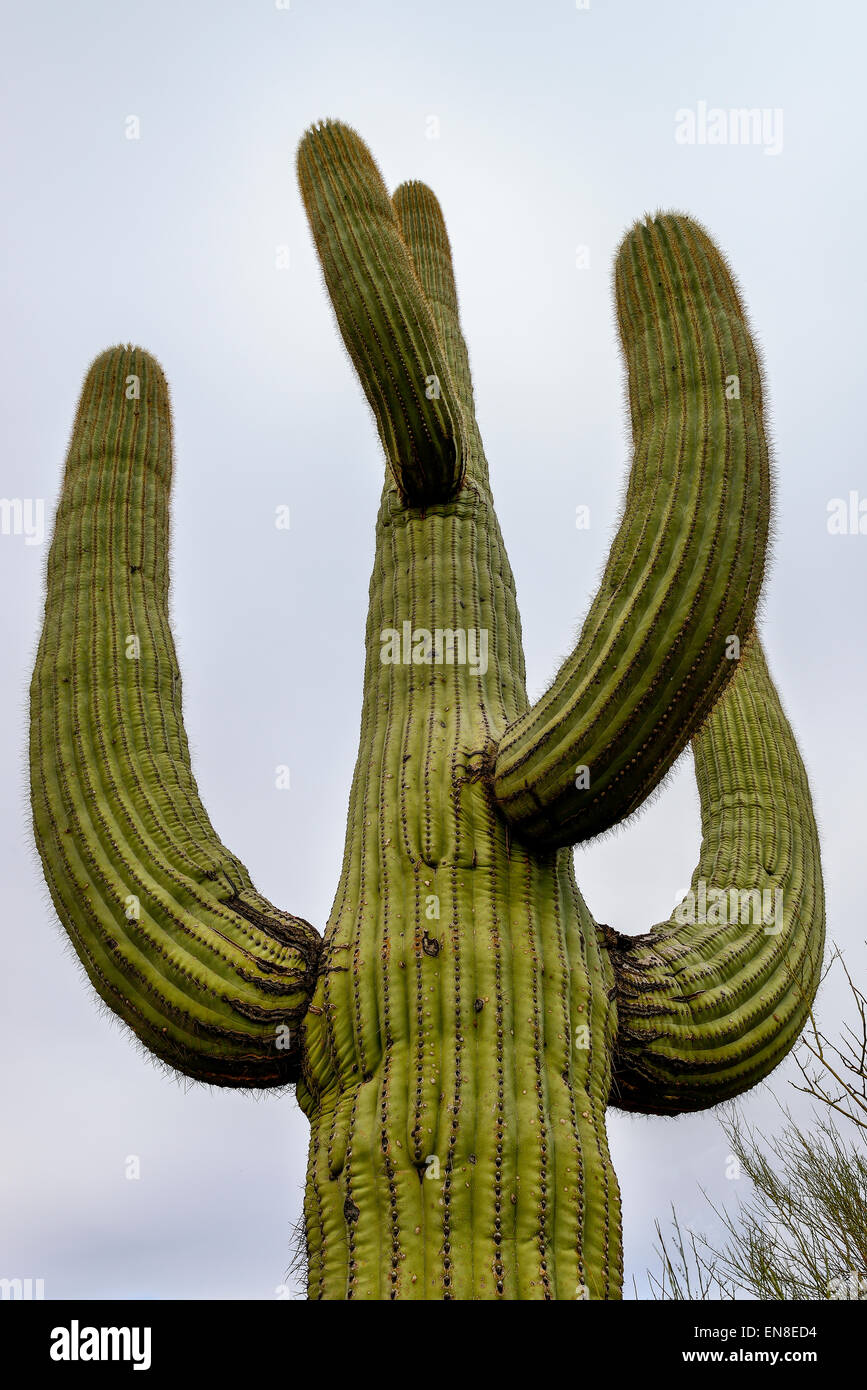 Saguaros al parco nazionale del Saguaro, az Foto Stock