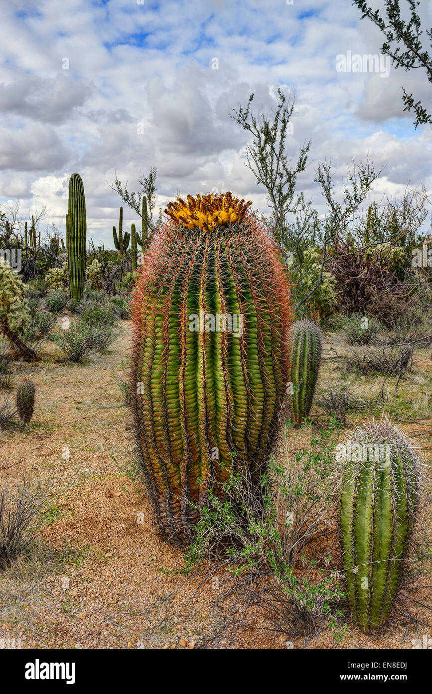 Canna fishhook cactus, parco nazionale del Saguaro, az Foto Stock