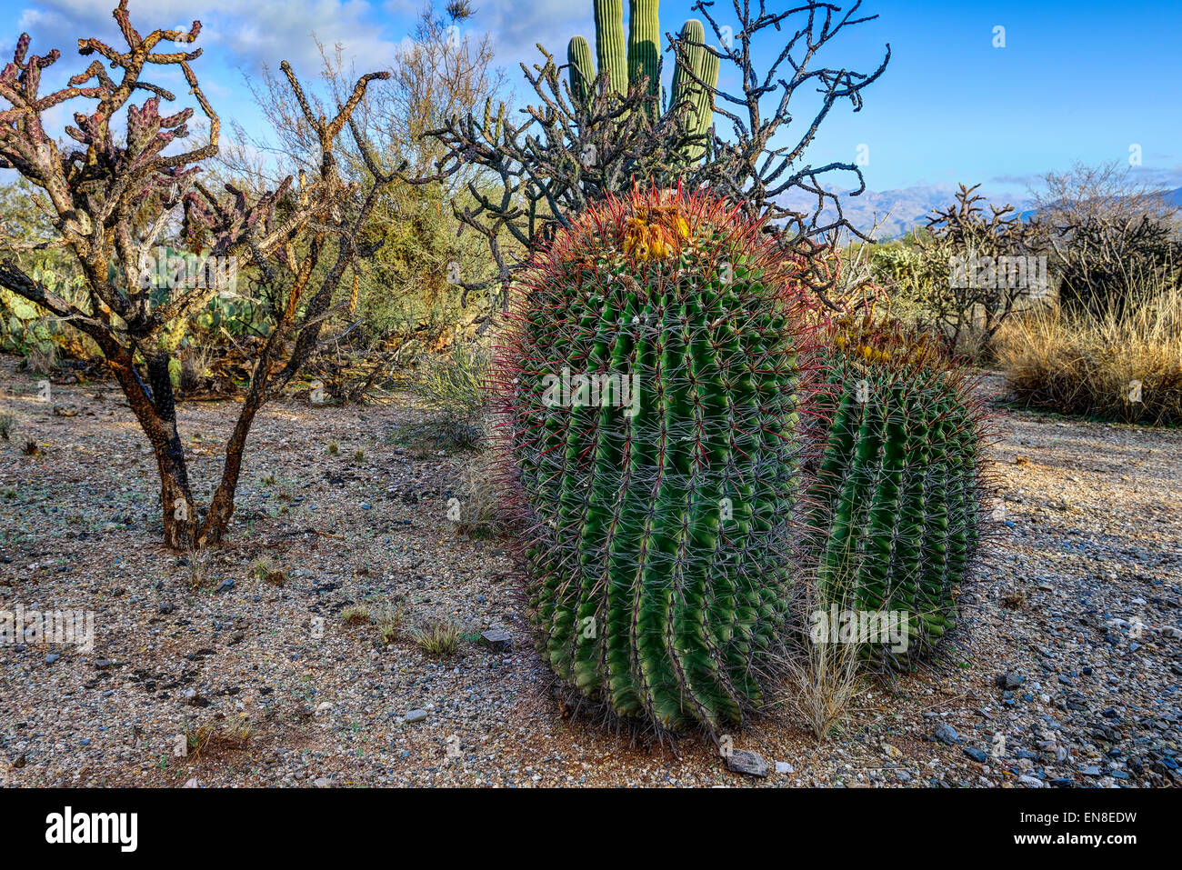 Canna fishhook cactus, parco nazionale del Saguaro, az Foto Stock