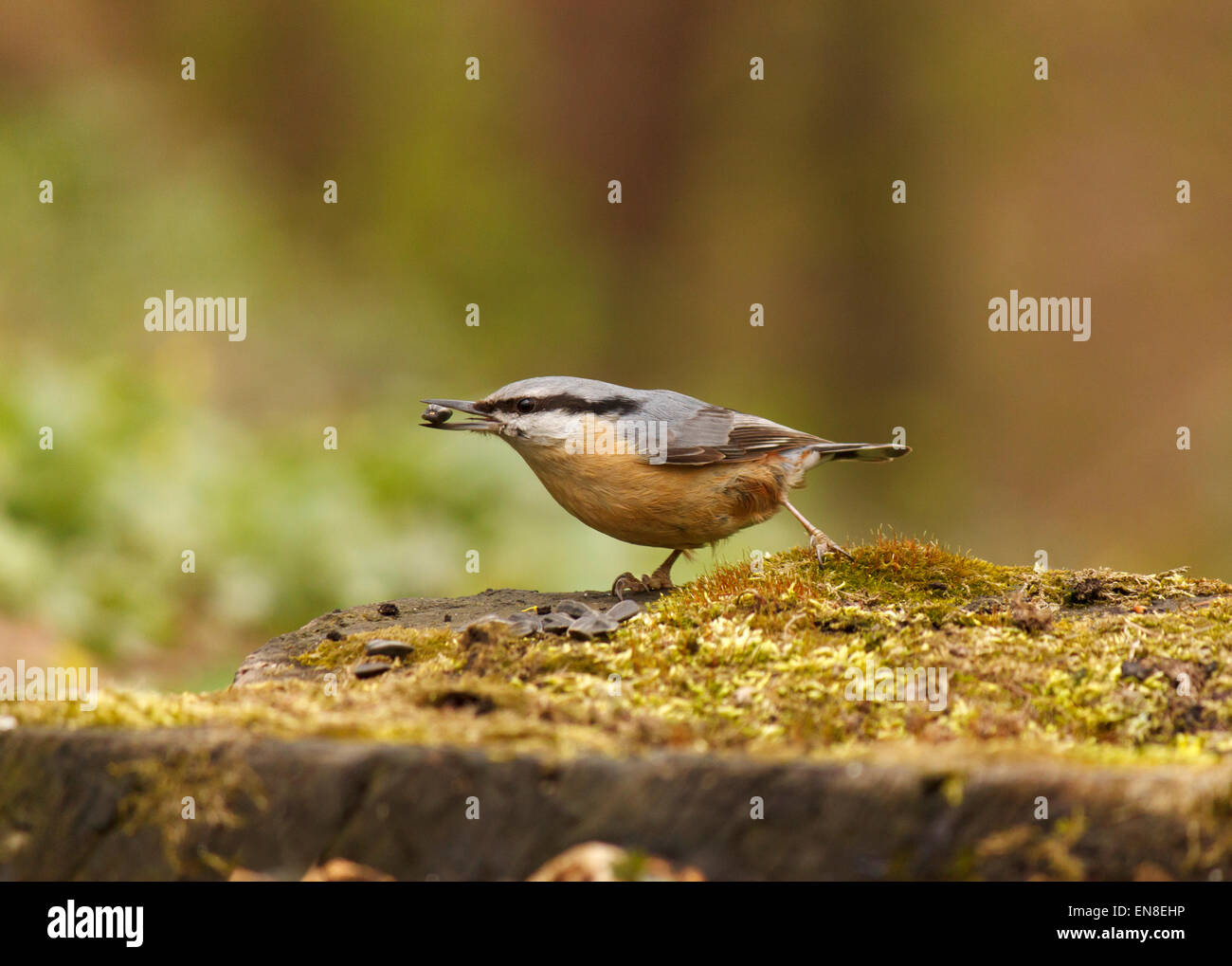 Picchio muratore mangiare semi sul troncone di albero Foto Stock