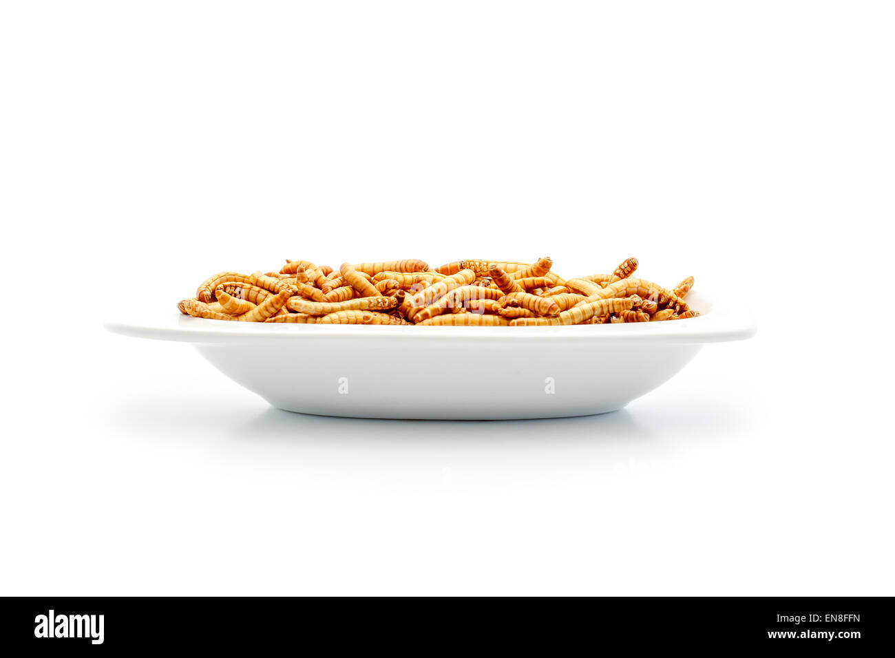 Mealworms sulla piastrina. Il cibo del futuro. Mealworms sono sani e gustosi. Essi contengono proteine e a basso contenuto di grassi. Oggi dovu Foto Stock