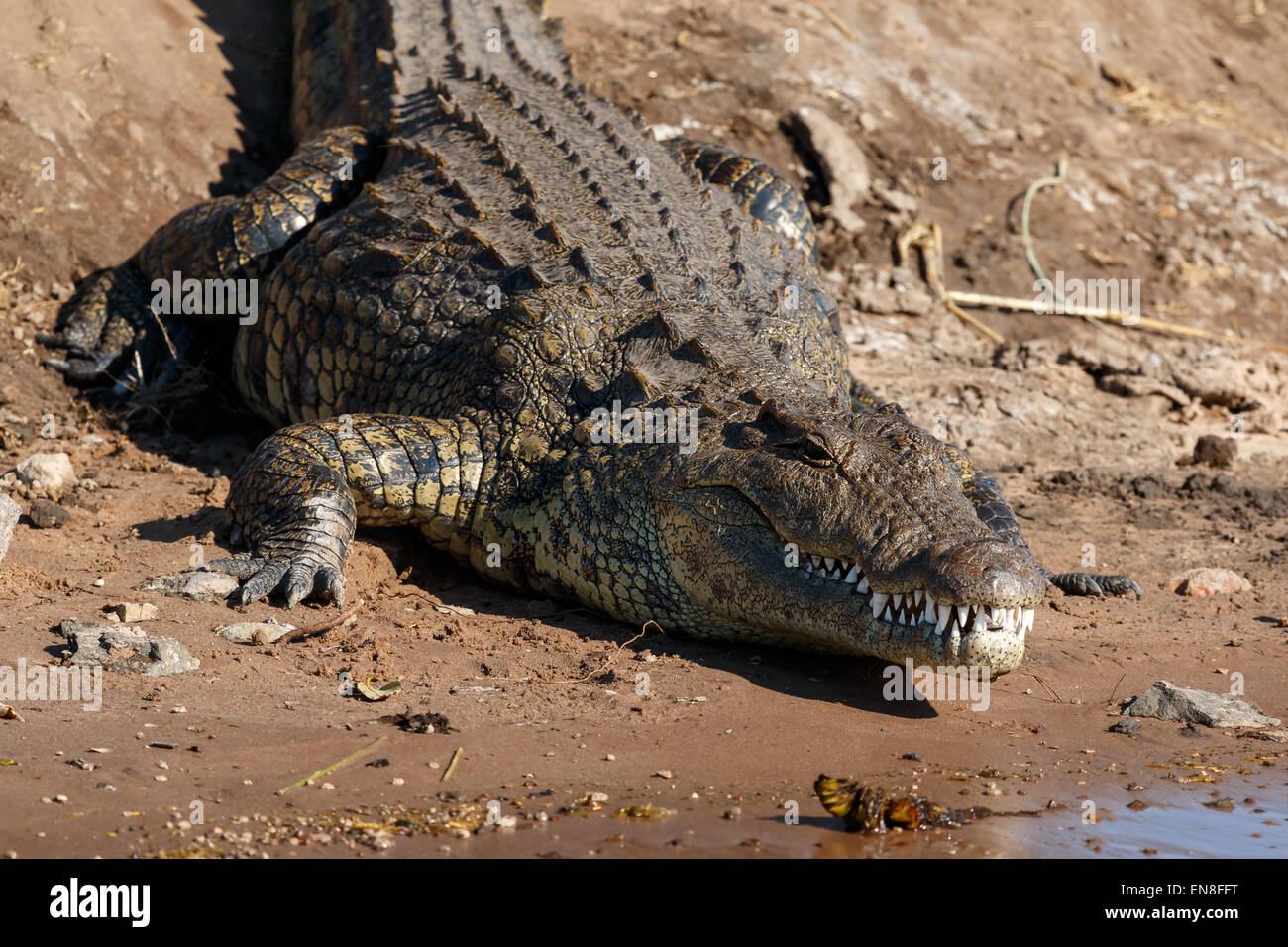 Big scary coccodrillo in appoggio sul lungofiume di Chobe, Botswana, Africa. Close up che mostra la testa e denti. Foto Stock