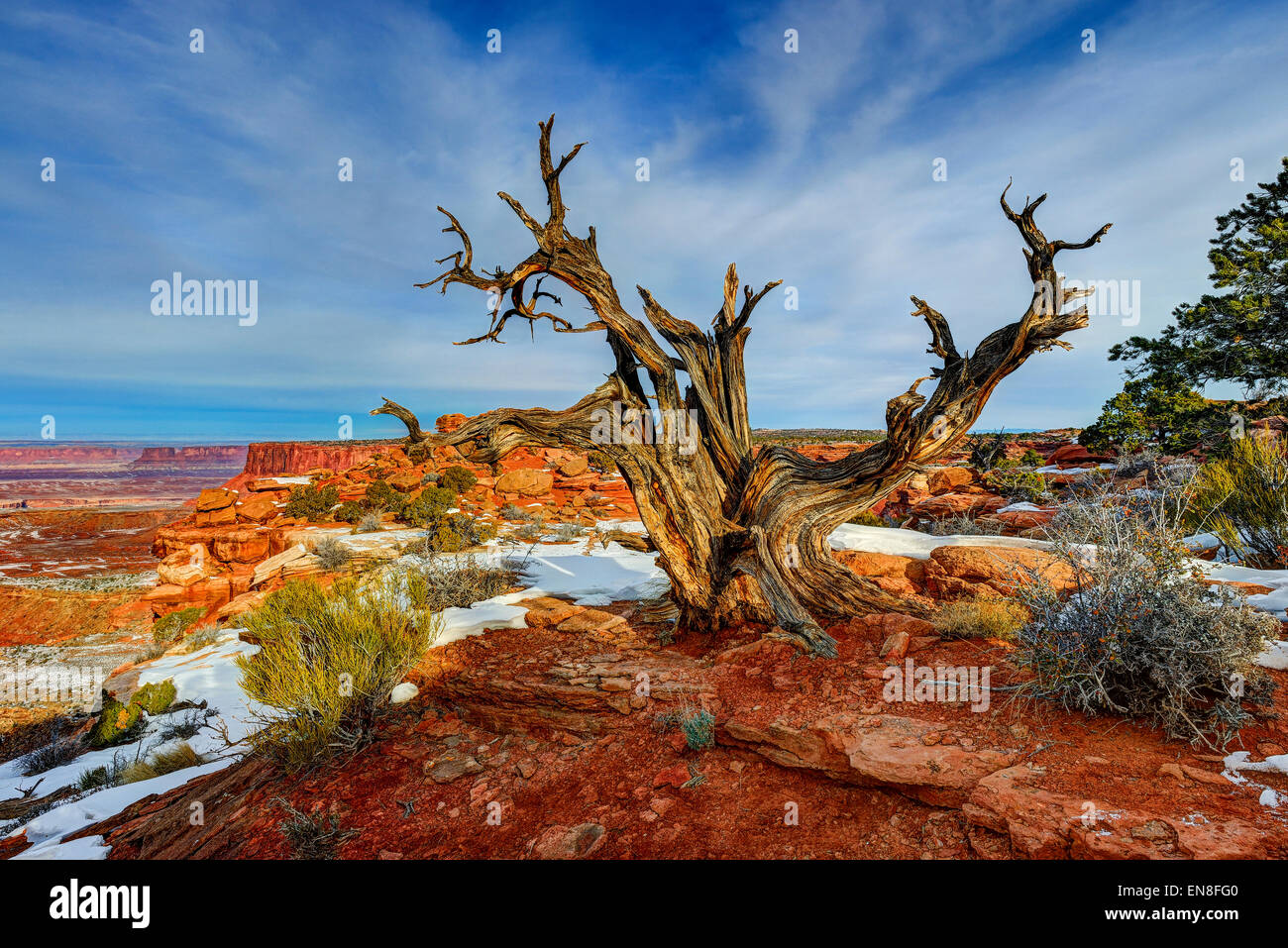 "Vecchio amico", island in the sky, ut Foto Stock