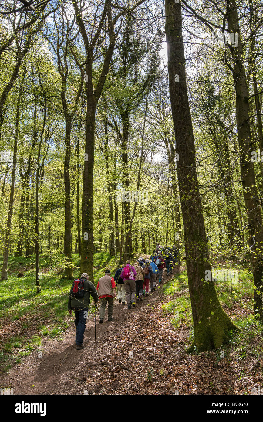 I cittadini anziani camminare in gruppo nella foresta di DEAN GLOUCESTERSHIRE IN PRIMAVERA England Regno Unito Foto Stock