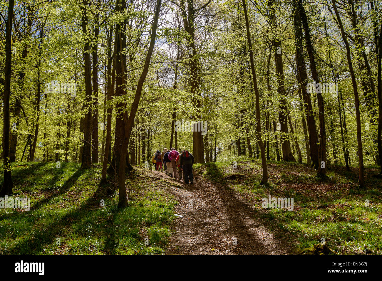 I cittadini anziani camminare in gruppo nella foresta di DEAN GLOUCESTERSHIRE IN PRIMAVERA England Regno Unito Foto Stock