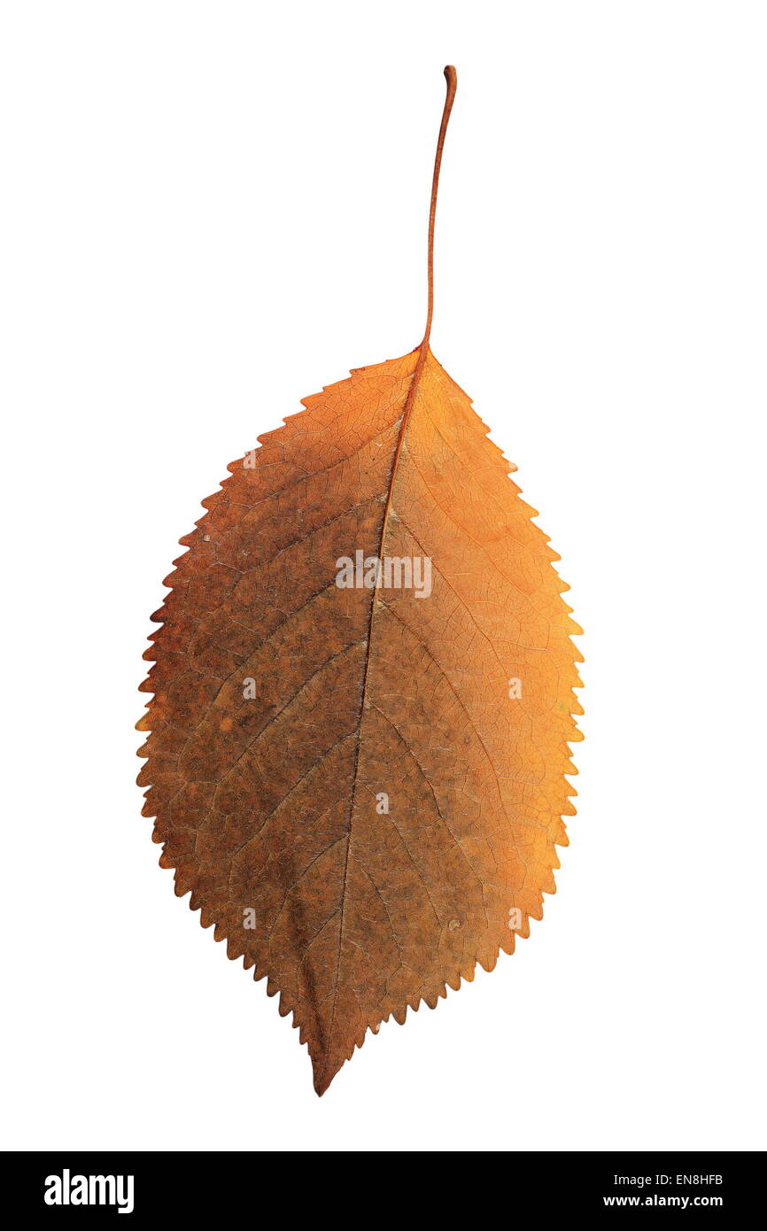 Colorato Cherry leaf isolate su sfondo bianco, elemento naturale per il tuo design Foto Stock