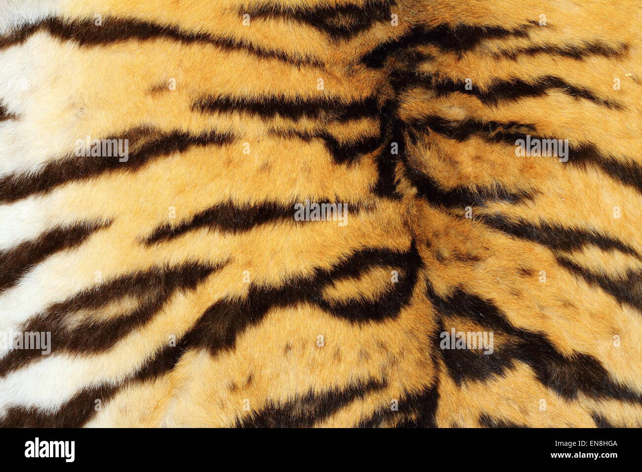 Real tiger pelo testurizzato, bella pelle non conciata naturale Foto Stock