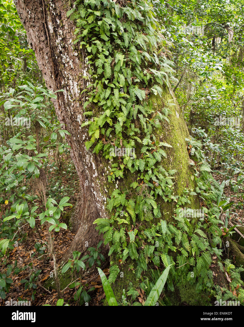 Erna Nixon Park Wildlife Refuge e amaca Trail in Melbourne Florida Foto Stock