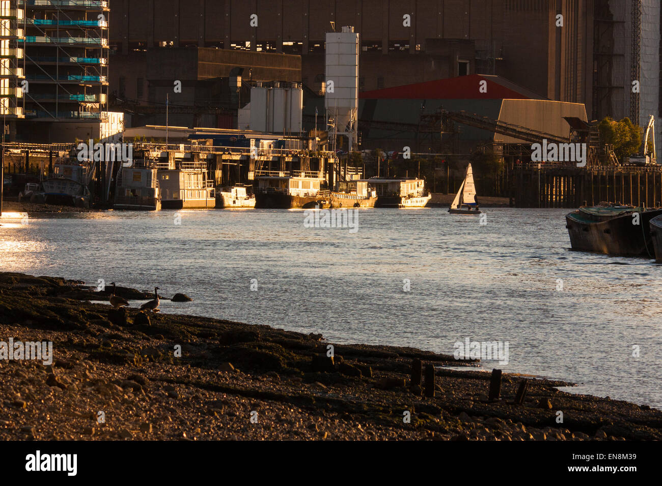 Battersea, Londra, 29 aprile 2015. Dopo un giorno che aveva iniziato con cupo, con tempo umido, i londinesi sono premiati con un bellissimo tramonto primaverile. Nella foto: il sole di sera si illumina la zona residenziale case galleggianti ormeggiate lungo il fiume a Battersea, come yacht chiodini attraverso il fiume nella brezza. Credito: Paolo Davey/Alamy Live News Foto Stock