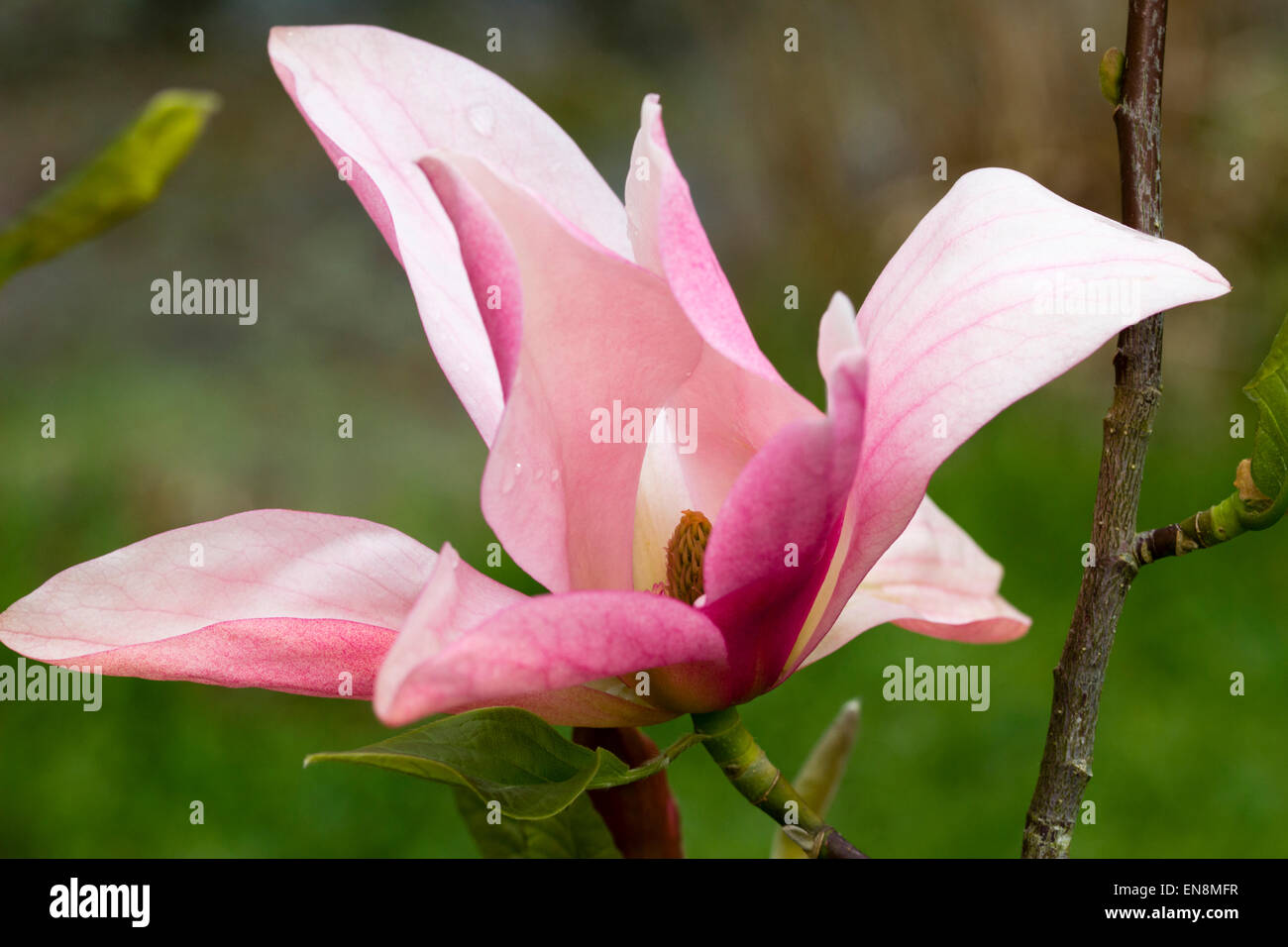 Fiore singolo dell'albero a foglie decidue Magnolia 'Daybreak' Foto Stock