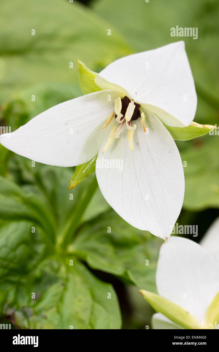 Unico fiore del jeweled wake robin, Trillium similitudine Foto Stock
