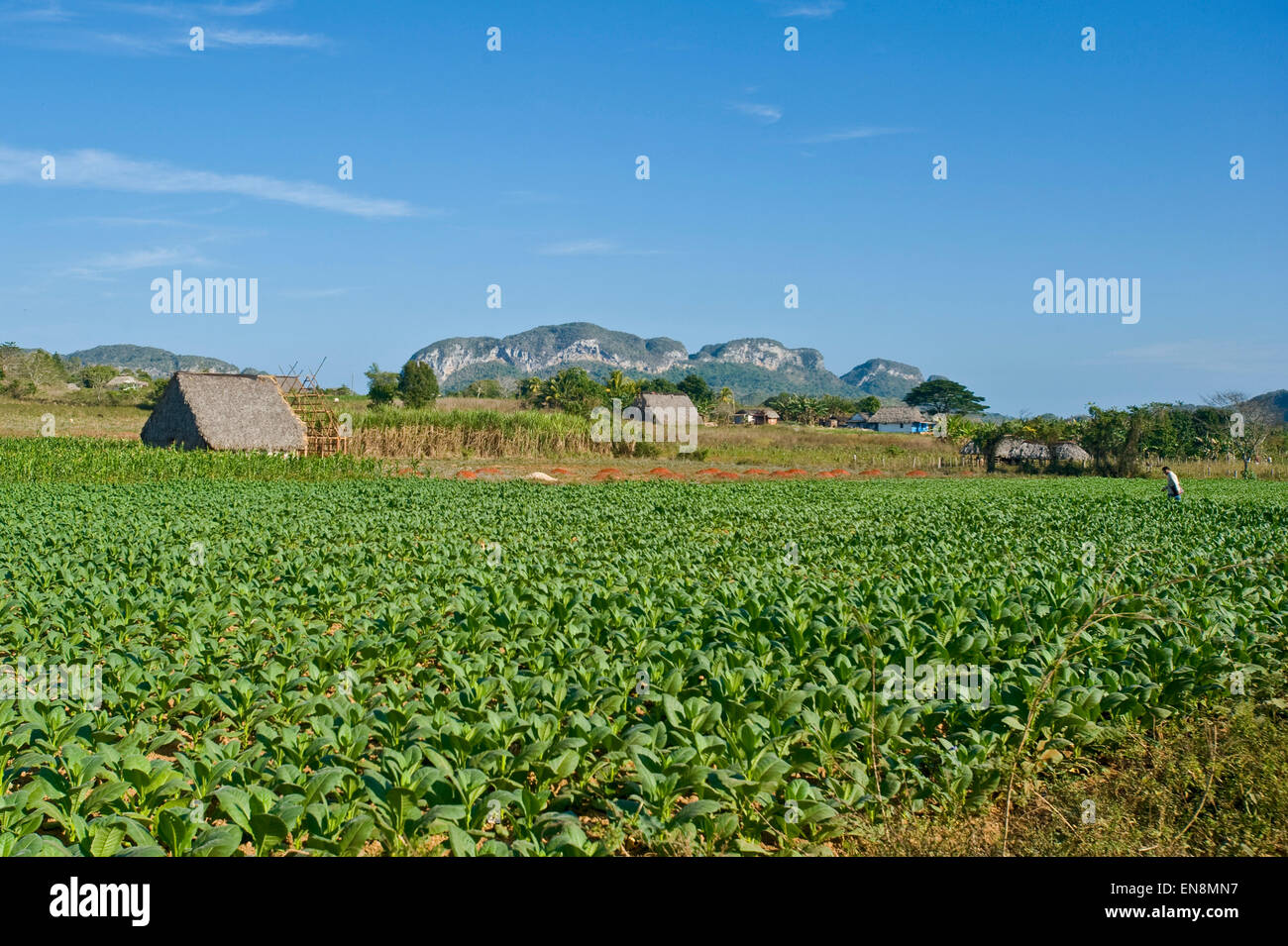 Paesaggio orizzontale di una piantagione di tabacco in Vinales. Foto Stock