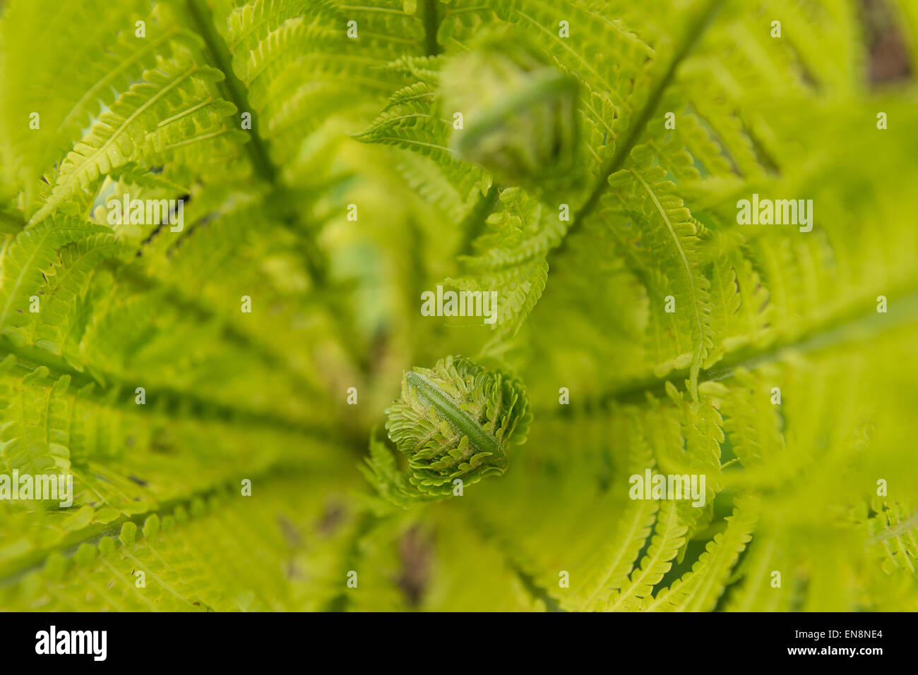 Felce penna di inizio a girare e aperto in primavera con punte arricciate al frond leaf Foto Stock