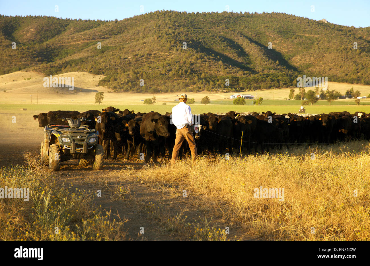 Un cowboy si muove un sentito di capi di bestiame da un campo a quello successivo. Foto Stock