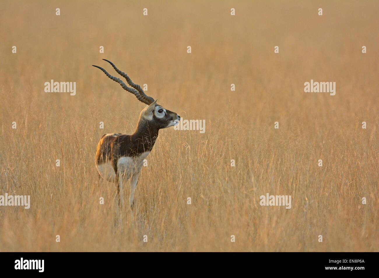 Maschio nero Buck (Antilope cervicapra) in tal Chapar praterie del Rajasthan, India Foto Stock