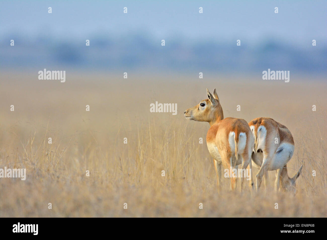 Femmina nera Buck (Antilope cervicapra) in tal Chapar praterie del Rajasthan, India Foto Stock