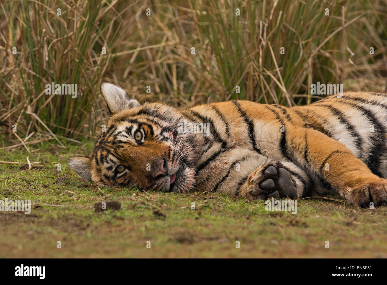 Sub adulto tiger in appoggio su una patch erbosa del terreno in Ranthambhore Foto Stock