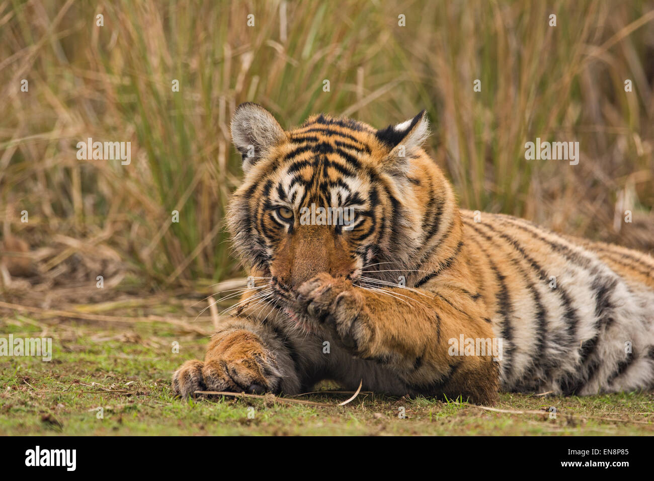 Sub adulto tiger in appoggio su una patch erbosa del terreno in Ranthambhore Foto Stock