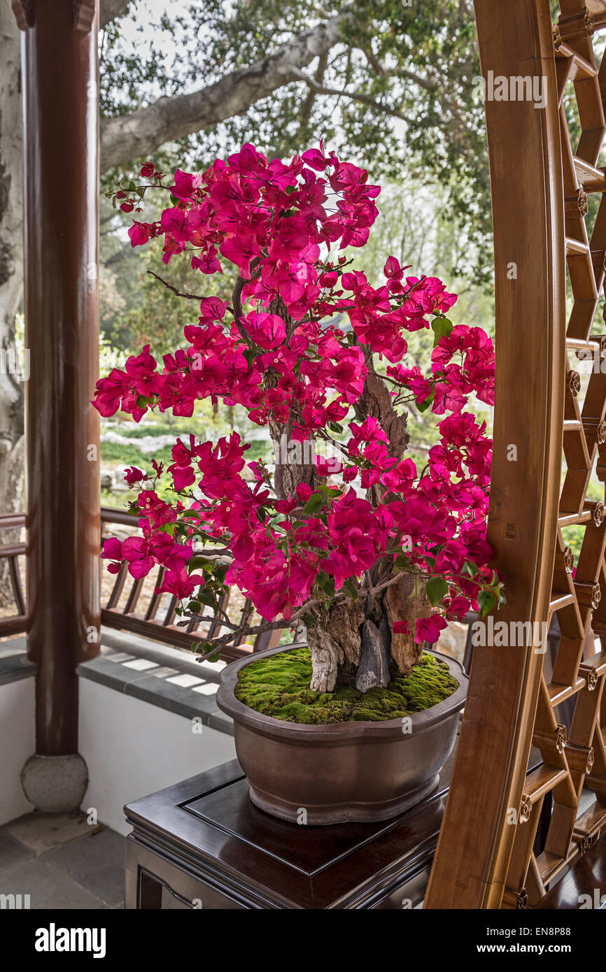 Vivace e fioritura albero di bonsai. Foto Stock