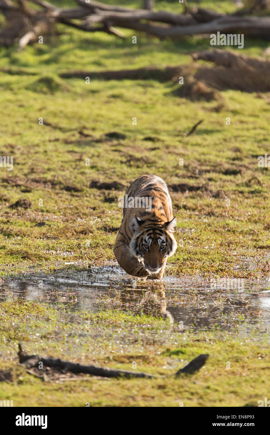 Wild giovani adulti sub tiger Tiger passeggiate attraverso bagnato terreni paludosi sul bordo di un lago in Ranthambhore parco nazionale dell'India Foto Stock