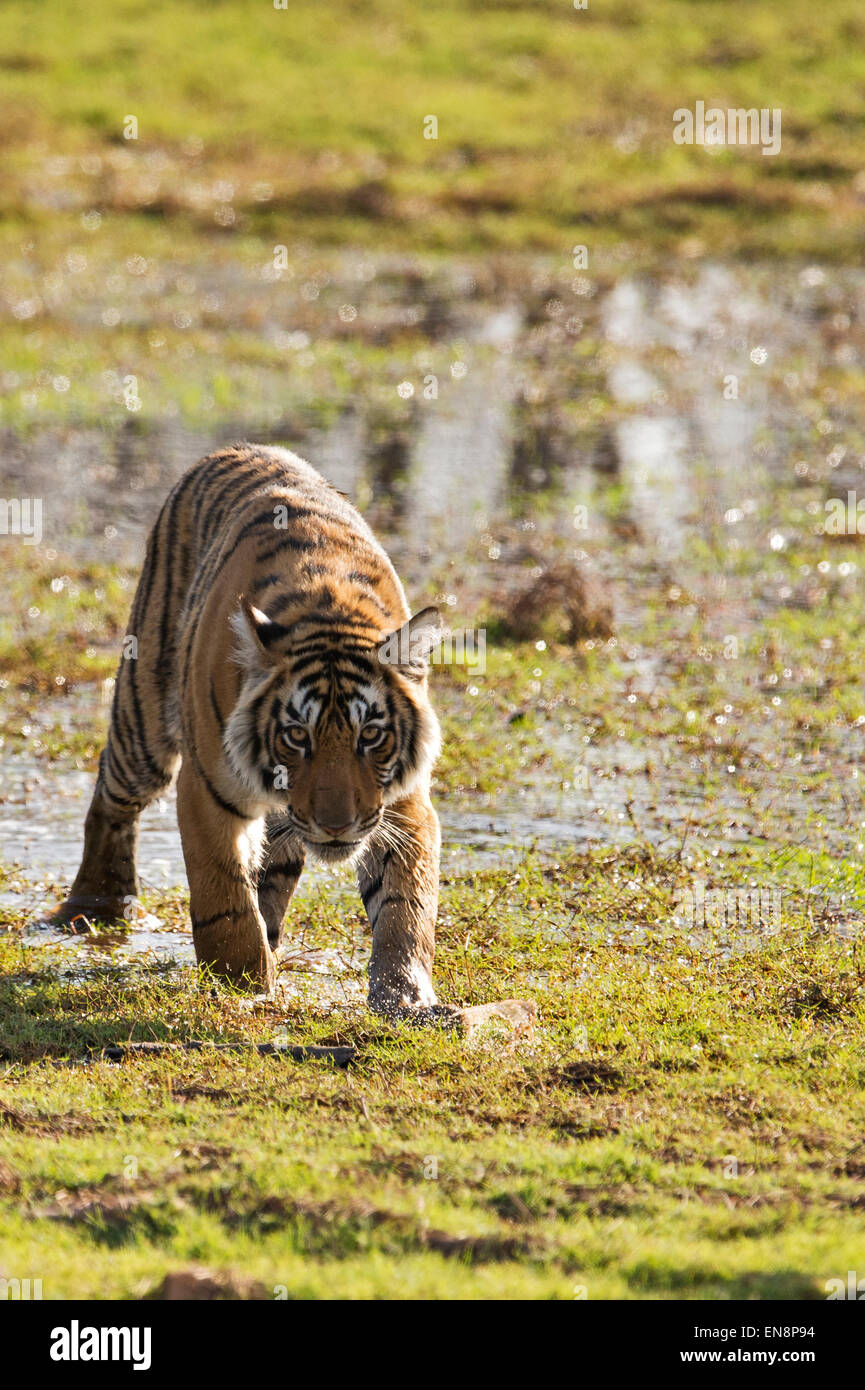 Wild giovani adulti sub tiger Tiger passeggiate attraverso bagnato terreni paludosi sul bordo di un lago in Ranthambhore parco nazionale dell'India Foto Stock