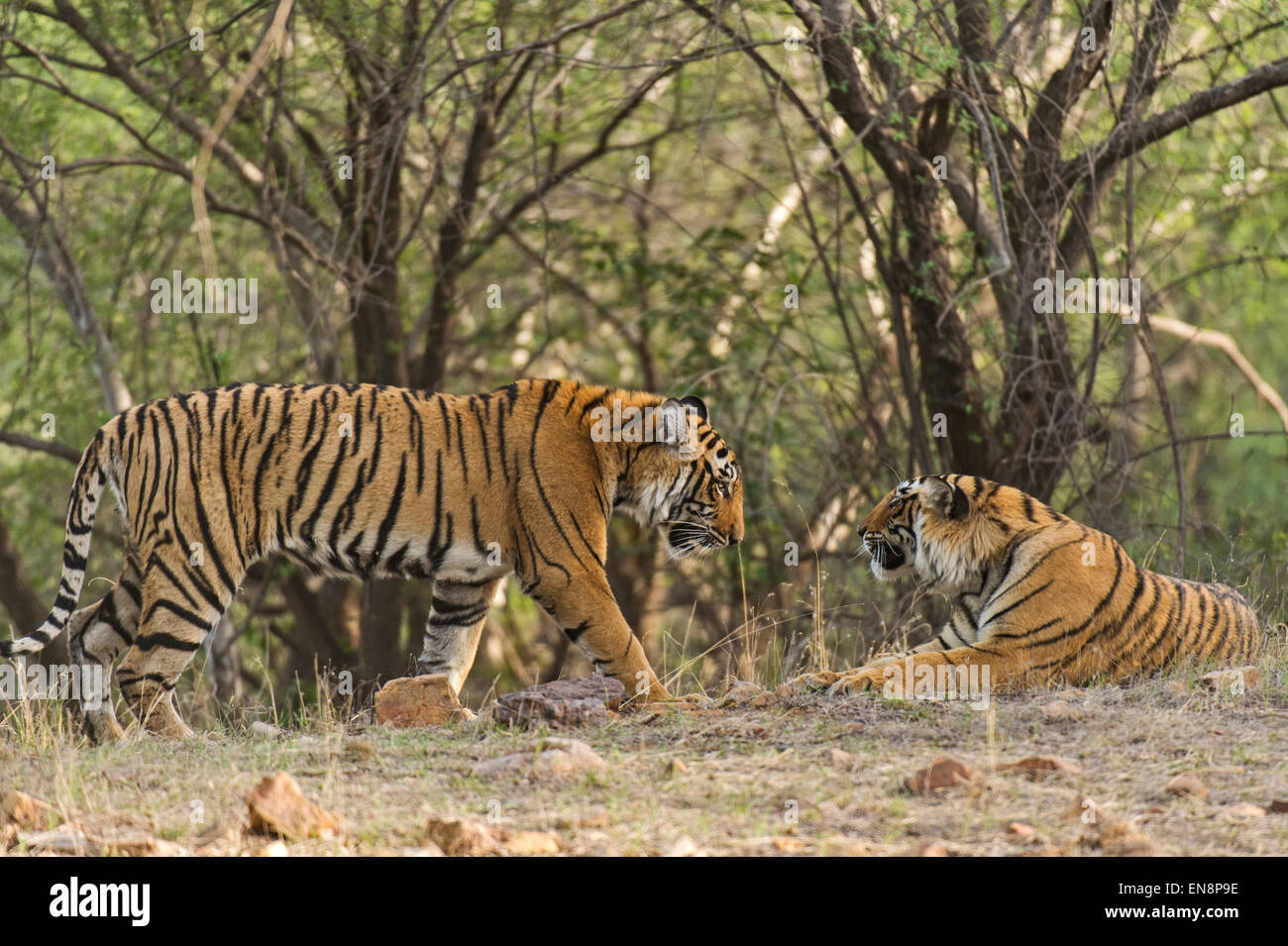 Due wild sub adulto tigre del Bengala cubs saluto ogni altro nelle foreste di Ranthambhore national park in India Foto Stock