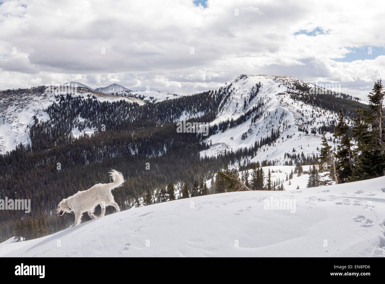 Color platino Golden Retriever cane giocare nella neve, Monarch Pass, Continental Divide, Colorado, STATI UNITI D'AMERICA Foto Stock