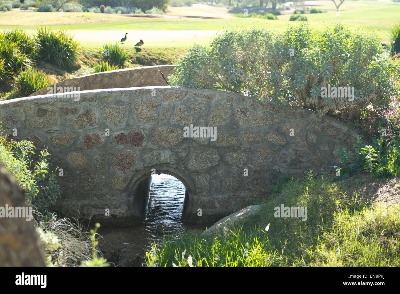 Alcune anatre godetevi la giornata nei pressi di un ponte e il flusso nel deserto sudoccidentale Foto Stock