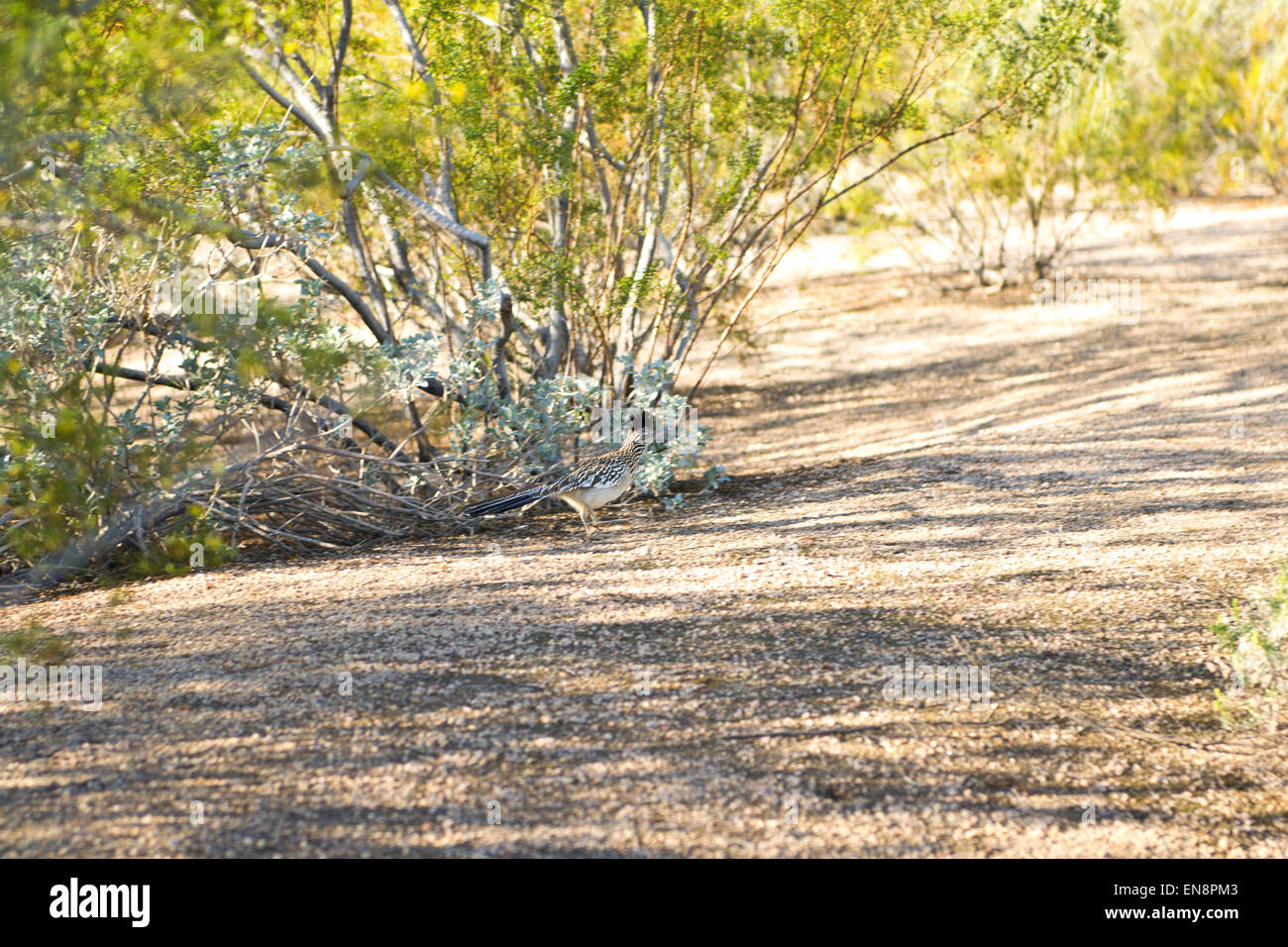 Un roadrunner nel deserto sudoccidentale del sottobosco Foto Stock
