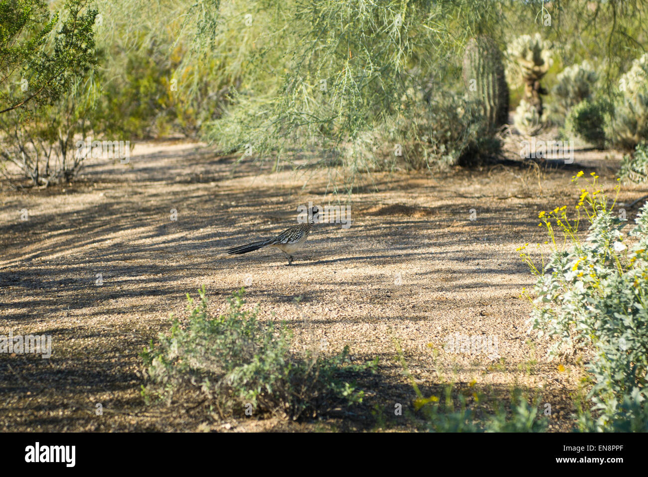 Un roadrunner nel deserto sudoccidentale Foto Stock
