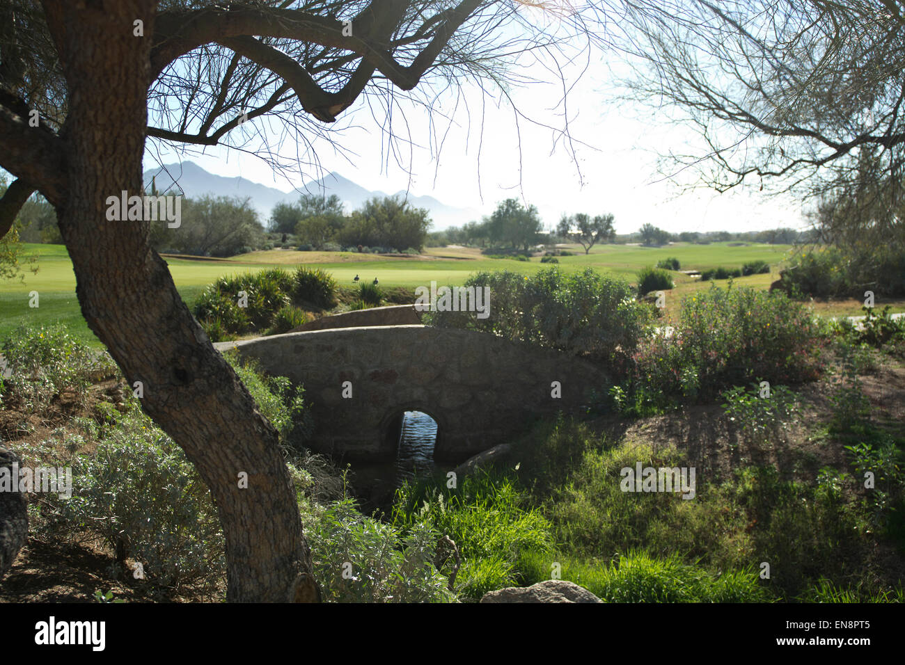 Un ponte fissa la scena sotto un albero possente e anatre godendo il giorno in un sud-ovest del campo da golf Foto Stock