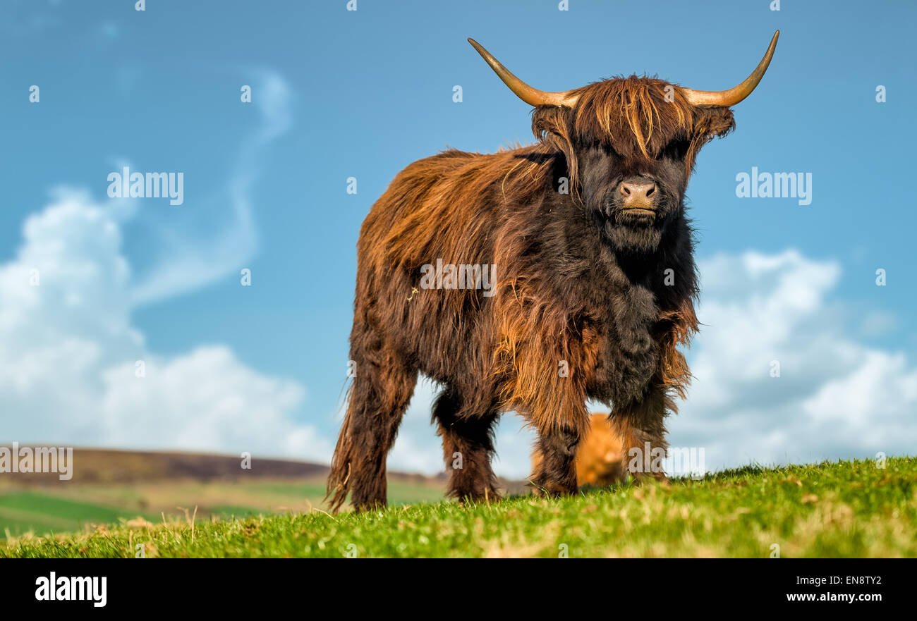 Un altopiano bull bagna nella luce del sole, North Yorkshire, Inghilterra. Foto Stock