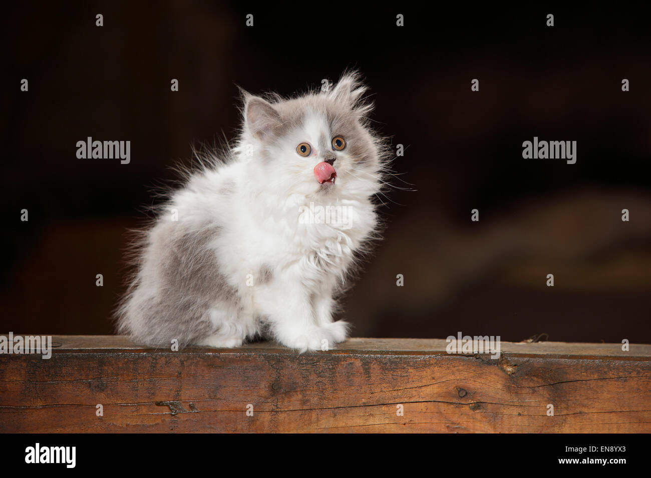 British Longhair Cat, gattino, blu-bianco, 8 settimane|Britisch Langhaar, Kaetzchen, blu-bianco, 8 Wochen Foto Stock