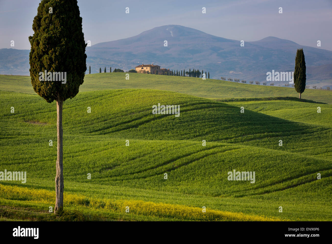 Cipressi e tortuosa strada a villa vicino a Pienza, Toscana, Italia Foto Stock