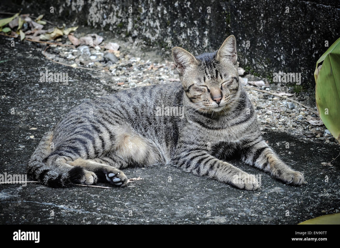 Il gatto domestico giacente in un giardino con poca luce Foto Stock
